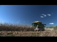 Maize Harvest Side 3 1549